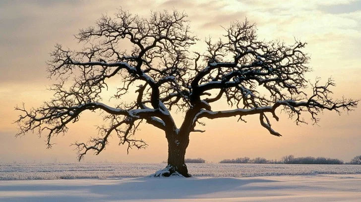 Year 11 -  Here's to 2026.