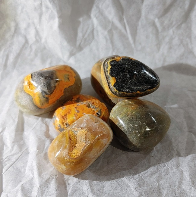 Bumblebee Jasper